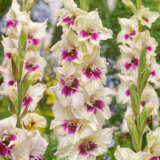 Gladioli Amber Mystique