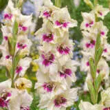 Gladioli Amber Mystique Gladioli Amber Mystique