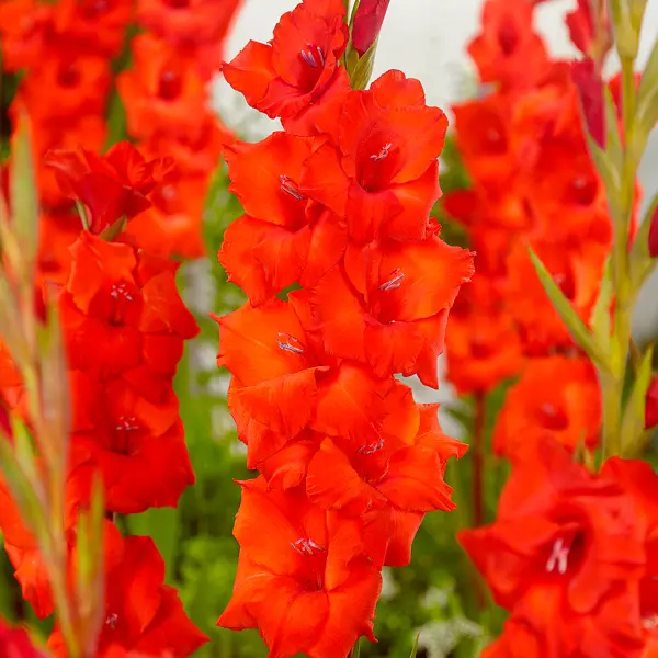 Gladioli Dador De Pan Gladioli Dador De Pan
