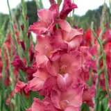 Gladioli Indian Summer Gladioli Indian Summer