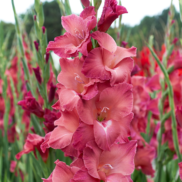Gladioli Indian Summer
