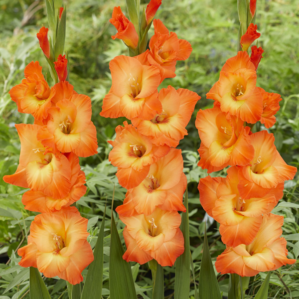 Gladioli Orange Sun Gladioli Orange Sun