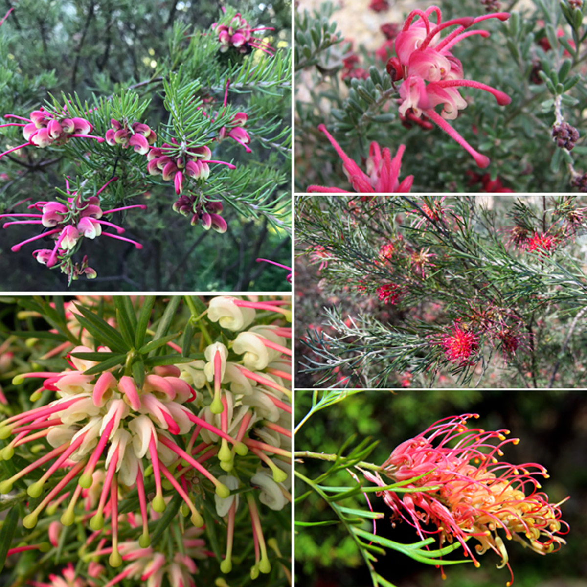 Grevillea Winter Collection 5 Plants Grevillea Winter Collection 5 Plants