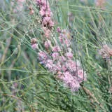 Hakea Invaginata Pink Plumed Hakea P14hakinv - Garden Express Australia