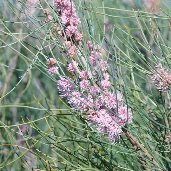 Hakea Invaginata- Pink Plumed Hakea Hakea Invaginata- Pink Plumed Hakea