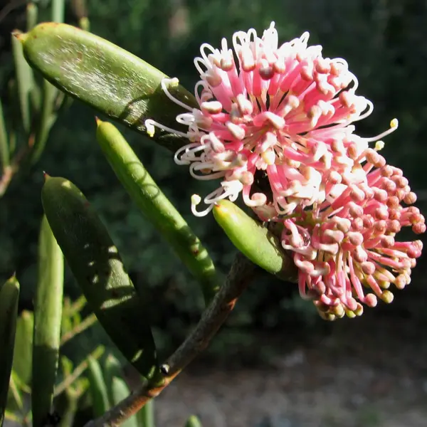Hakea Clavata- Coastal Hakea Hakea Clavata- Coastal Hakea