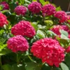 Hydrangeas In Australian Summers – Shade, Watering & Soil Tips Hydrangea Alphengluhen P75hydalp - Garden Express Australia