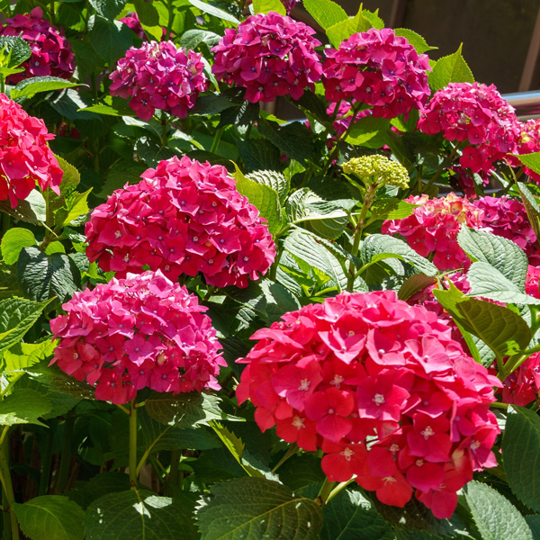 Hydrangeas In Australian Summers – Shade, Watering & Soil Tips