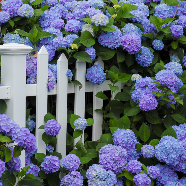 Hydrangea Blauer Zwerg 50mm Hydrangea Blauer Zwerg 50mm