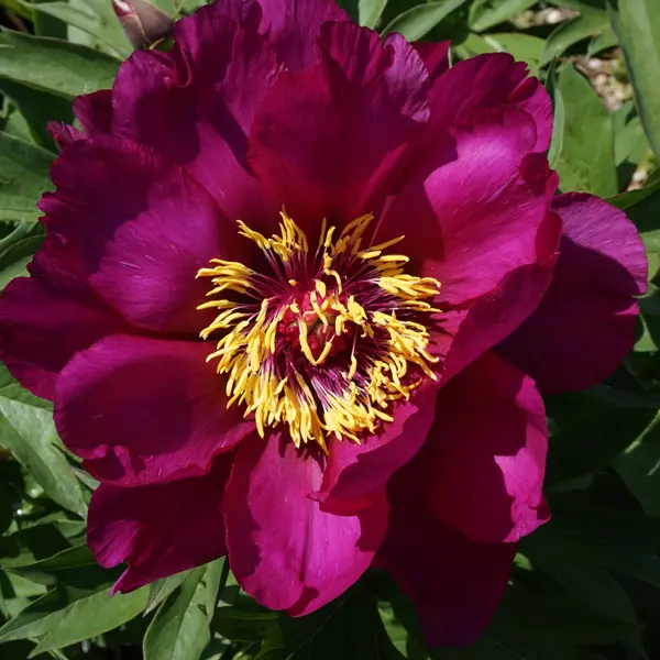 Itoh Peony Morning Lilac Itoh Peony Morning Lilac