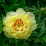Itoh Peony Bartzella Itoh Peony Bartzella