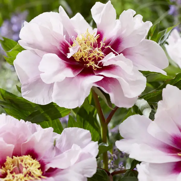 Itoh Peony Cora Louise Itoh Peony Cora Louise