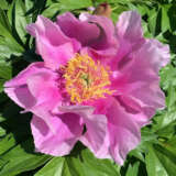 Itoh Peony Luxuriant Itoh Peony Luxuriant