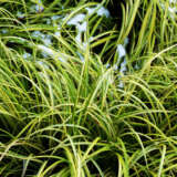 Japanese Variegated Sweet Flag P14japvsf - Garden Express Australia