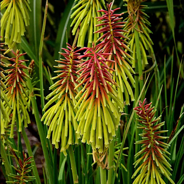 Kniphofia Rasta Kniphofia Rasta