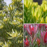Leucadendron Collection 1