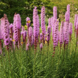 Liatris Purple Liatris Purple