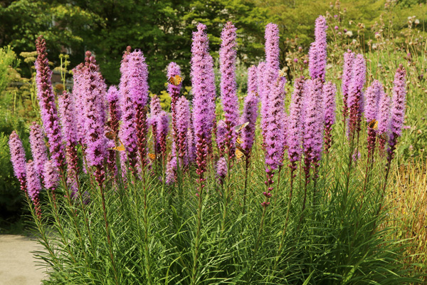 Liatris Purple Liatris Purple