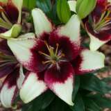 Lilium Curitiba Pklilcur 1 - Garden Express Australia