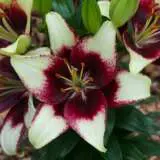 Lilium Curitiba Pklilcur 1 - Garden Express Australia