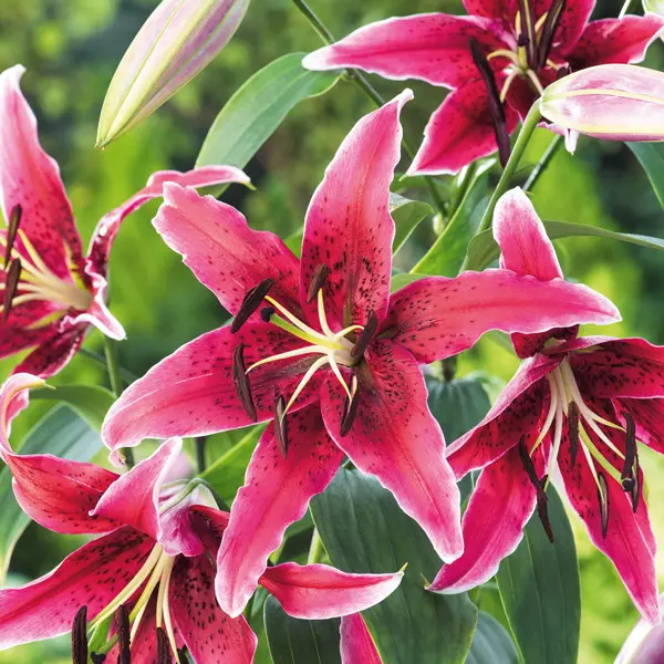 Lilium Miss Feya Lilium Miss Feya