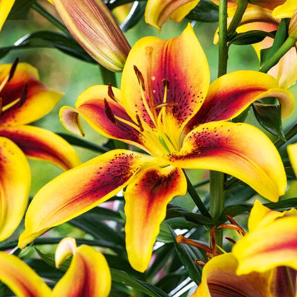 Lilium Viva La Vida Lilium Viva La Vida