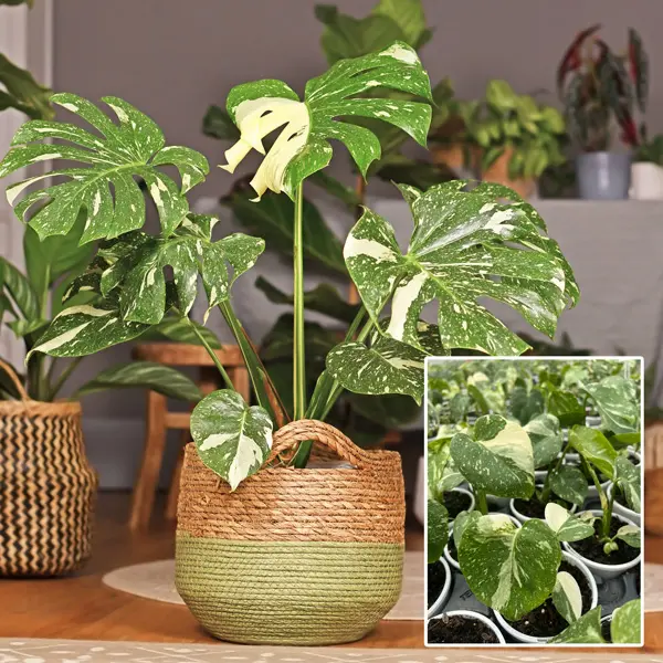 Monstera Thai Constellation 180mm Monstera Thai Constellation 180mm