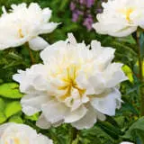 Peony Rose Duchesse De Nemours Peony Rose Duchesse De Nemours