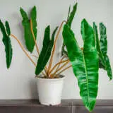 Philodendron Billietiae P12phibil - Garden Express Australia