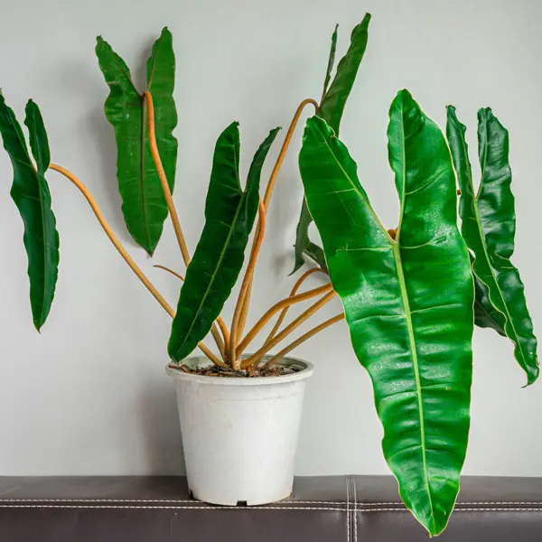 Philodendron Billietiae Philodendron Billietiae
