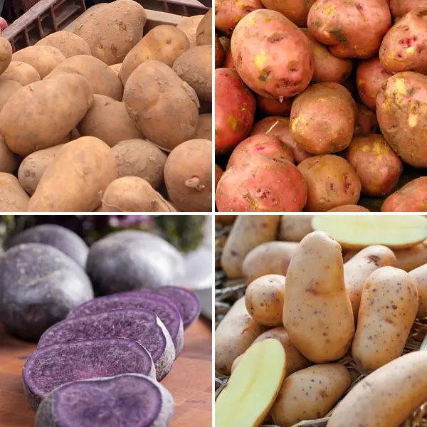 Seed Potato Roasting Collection Seed Potato Roasting Collection