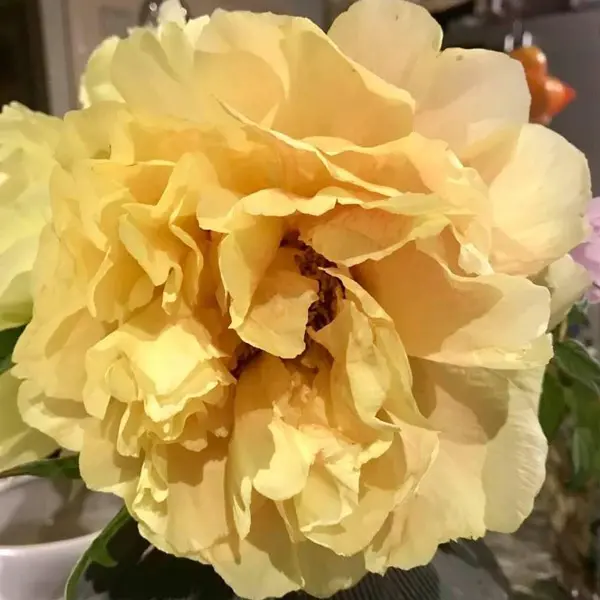 Tree Peony Alhambra