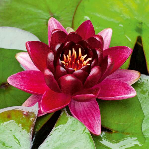 Water Lily Black Princess Water Lily Black Princess