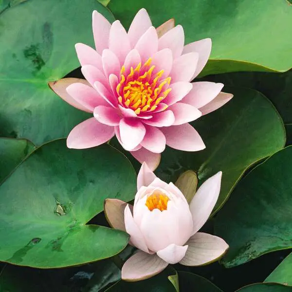 Water Lily Fabiola Water Lily Fabiola