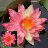 Water Lily Wanvisa Pkwliwan - Garden Express Australia