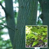 Acer Herss Snakebark Maple Acer Herss Snakebark Maple