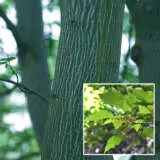 Acer Hers Snakebark Maple Tseacehsn - Garden Express Australia