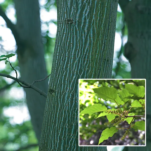 Acer Herss Snakebark Maple Acer Herss Snakebark Maple