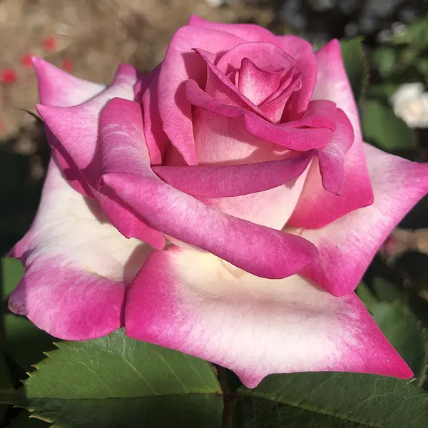 Brindabella Rose Halo Brindabella Rose Halo