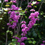 Cercis Faerie Queen