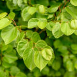 Cercis Faerie Queen