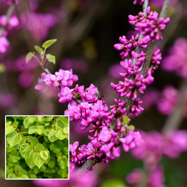 Cercis Faerie Queen Cercis Faerie Queen