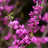 Cercis Faerie Queen