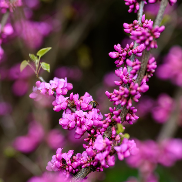 Cercis Faerie Queen