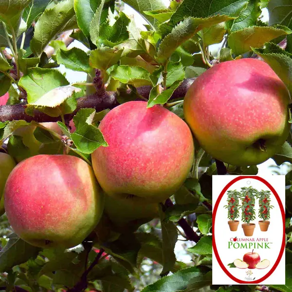 Columnar Apple Pompink Columnar Apple Pompink
