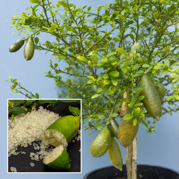 Growing Guide For Finger Limes Growing Guide For Finger Limes