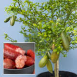 Finger Lime Red Champagne Finger Lime Red Champagne