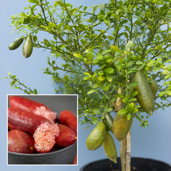 Finger Lime Red Champagne Finger Lime Red Champagne