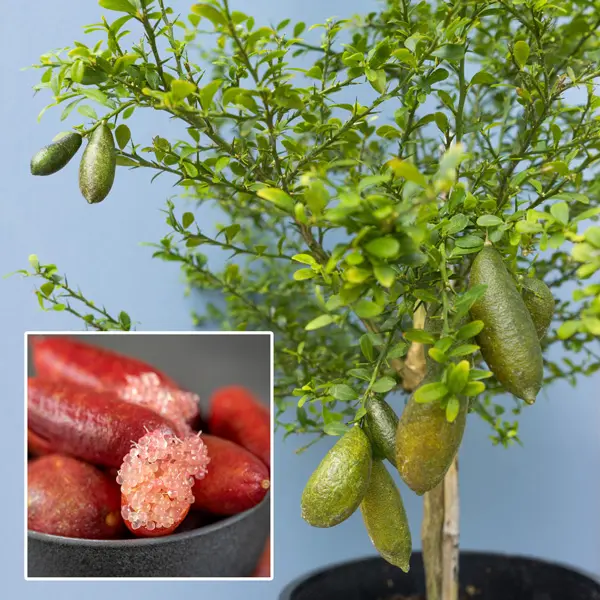Finger Lime Red Champagne Finger Lime Red Champagne