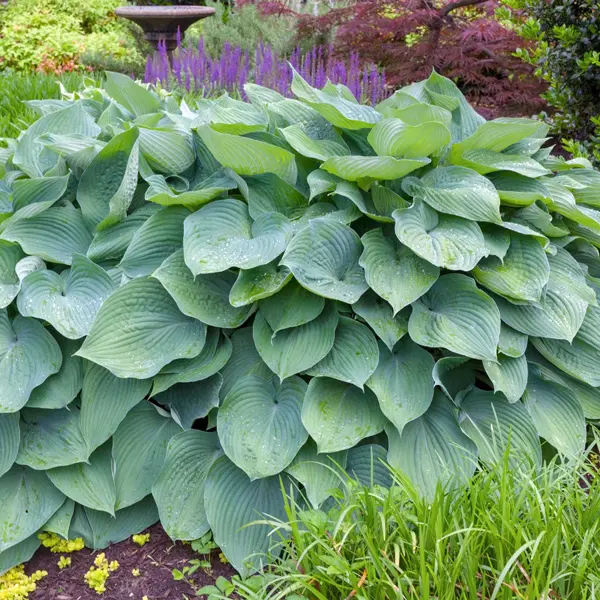 Hosta Big Daddy Hosta Big Daddy